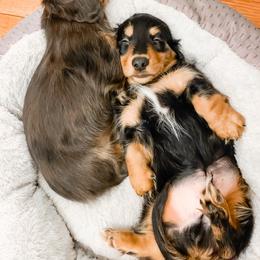 Dachshund Puppies from Lil Weens
