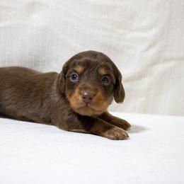 Misty - Chocolate and tan female Dachshund puppy in Excel, Alabama from CJ’s Little Palace
