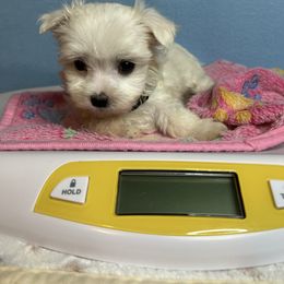 Brown collar - White male Maltese puppy in Clover, South Carolina from Cudi’s Buddies
