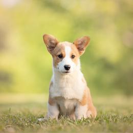 Yellow Collar Female- Goldilocks - Sable female Pembroke Welsh Corgi puppy in Waverly Hall, Georgia from 6g Ranch Corgis