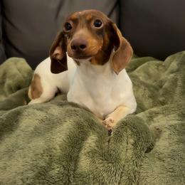 Ellie - Dapple female Dachshund puppy in Lumber City, Georgia from Willow Run LLC