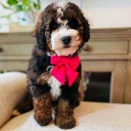 Birdie - Tri-color female Bernedoodle puppy in Port Orange, Florida from Royal doodles of Florida