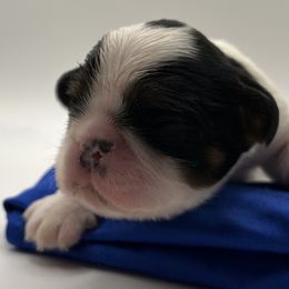 Enchanting Charlies Slow to Everything But Dinner - Black white and tan male English Toy Spaniel puppy in Pennsylvania from Enchanting Charlies