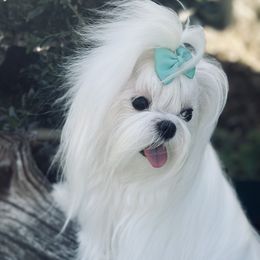 Chrissy - Maltese