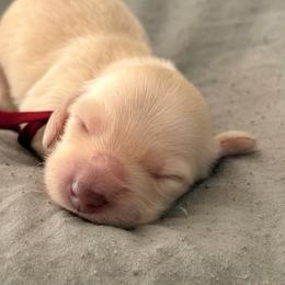 Purple - Dapple female Dachshund puppy in Cleburne, Texas from Powers English Springer Spaniels