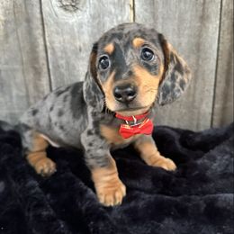 Slate - Dapple male Dachshund puppy in South Willard, Utah from Doxies in the Sun