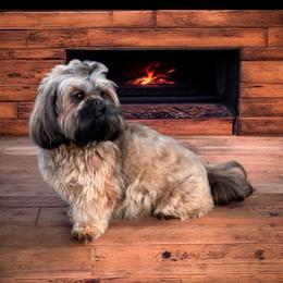 Shih Tzu Puppies from North State Shih tzus