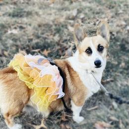 Kelly - Pembroke Welsh Corgi