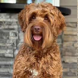 Lava - Australian Labradoodle