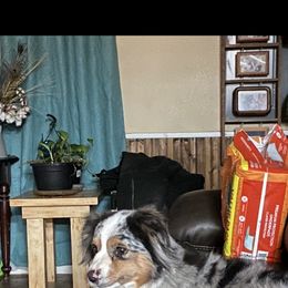 Poodle and Toy Australian Shepherd All Grown Up from 2B Aussies