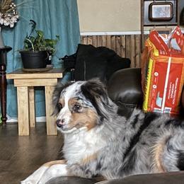 Poodle and Toy Australian Shepherd All Grown Up from 2B Aussies