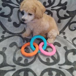 Poodle Puppies from Precious Poodle Babies