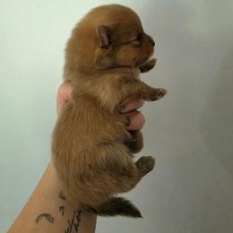 Smoke - Blue sable male Pomeranian puppy in Wildersville, Tennessee from RoyalRarity's Poms & Enrichment