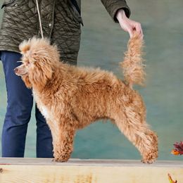 Peach - Poodle