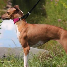 Italian Greyhounds from Raindance Italian Greyhounds