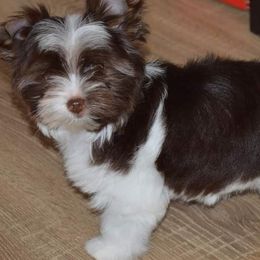 Biewer Terriers from Sonoran Biewer & Biro
