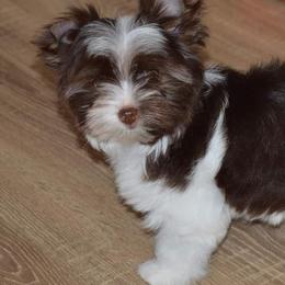 Biewer Terriers from Sonoran Biewer & Biro