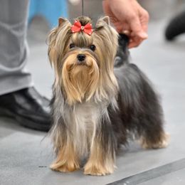 Dolly - Yorkshire Terrier