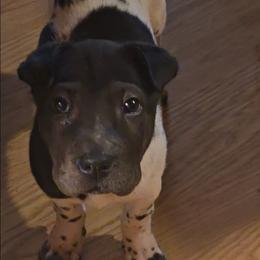 OREO - Chinese Shar-Pei