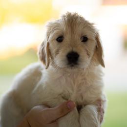 Eliora (yellow) - Cream female Goldendoodle puppy in Portsmouth, Virginia from Hopping Howlers Ranch
