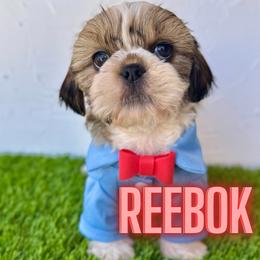 Reebok - Brindle and white male Shih Tzu puppy in San Tan Valley, Arizona from My Puppy Tzu