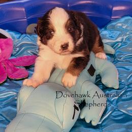 Tenor - Black tri-color male Australian Shepherd puppy in Tijeras, New Mexico from Dovehawk Australian Shepherds