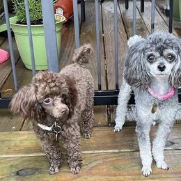 Poodles from Jades Jewels Poodles