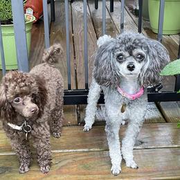Poodles from Jades Jewels Poodles