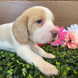Lemon girl - Lemon and white female Beagle puppy in Spring Branch, Texas from Lost Trail Kennels