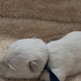 Mr. Navy Blue - Wheaten male Scottish Terrier puppy in Perris, California from CVS Giant Schnauzers