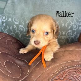 Walker - Cream male Dachshund puppy in Lexington, Oklahoma from BooneDox Miniature Dachshunds