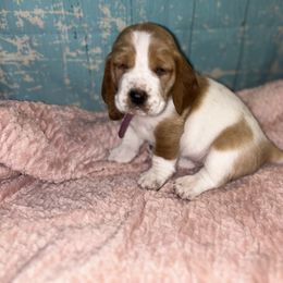 Basset Hound Puppies from Mockingbird Hollow Bassets