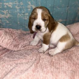 Basset Hound Puppies from Mockingbird Hollow Bassets