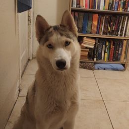 Miracle - Siberian Husky