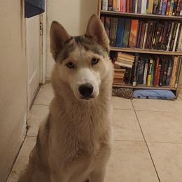Miracle - Siberian Husky