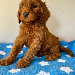 Lime green - Red male Irish Doodle puppy in Bloomfield, Iowa from Schooley Doodles