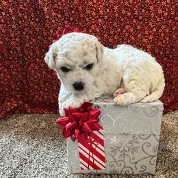 Bichon Frise Puppies from Peg's Bichons