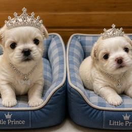 Shih Tzu puppies from Dollface Dollie’s Shih Tzus