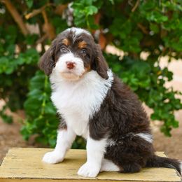 Coffee - Brown and white female Bernedoodle puppy in San Tan Valley, Arizona from Sun Valley Goldendoodles