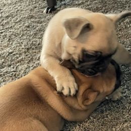 French Bulldogs from Forever Frenchies