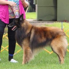 Belgian Tervuren from Gallery's Belgian Tervurens