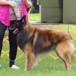 Belgian Tervuren from Gallery's Belgian Tervurens