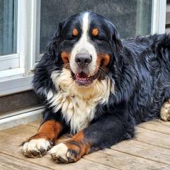 Striker - Bernese Mountain Dog