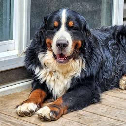 Striker - Bernese Mountain Dog