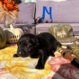 Blue Boy - Black male Labrador Retriever puppy in Talking Rock, Georgia from Bethel Woods Kennels
