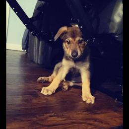 WHITE Collar Girl - Black and tan female German Shepherd puppy in Willoughby, Ohio from WolfPackk