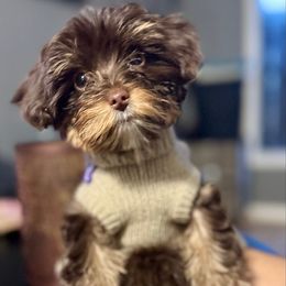 Brownie - Chocolate and tan female Yorkshire Terrier puppy in Winder, Georgia from Empire Yorkies