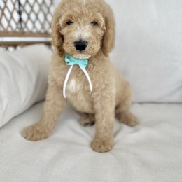 Johnny - Caramel male Australian Labradoodle puppy in Leonard, Texas from Laird Farms