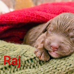 Raj - Brown male Cockapoo puppy in Perry, Arkansas from Parker's Cockapoos