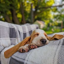 Basset Hound Puppies from For the Love of Long Ears AKC purebred Basset Hounds